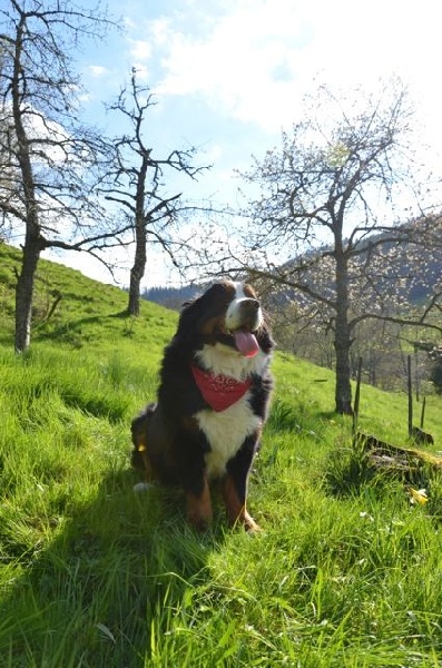 Jack ober De La Ferme Mittelfeld