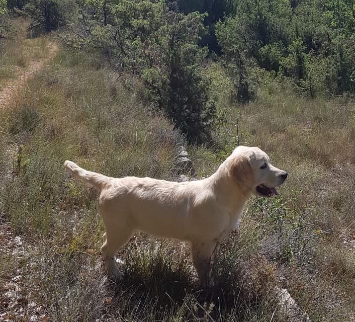 Pixelle de la Légende de l'Or du Rhin