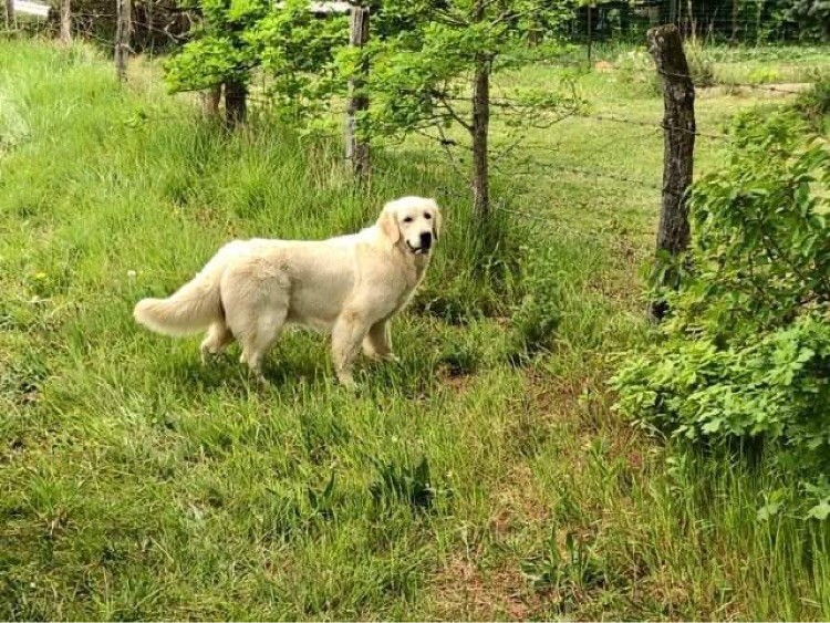 Pixelle de la Légende de l'Or du Rhin