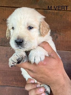 De La Ferme Mittelfeld - Golden Retriever - Portée née le 19/04/2024