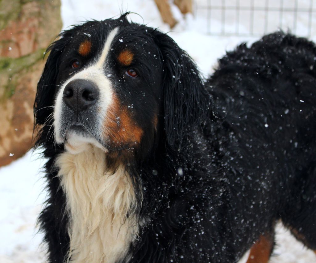 Jorasse De La Ferme Mittelfeld