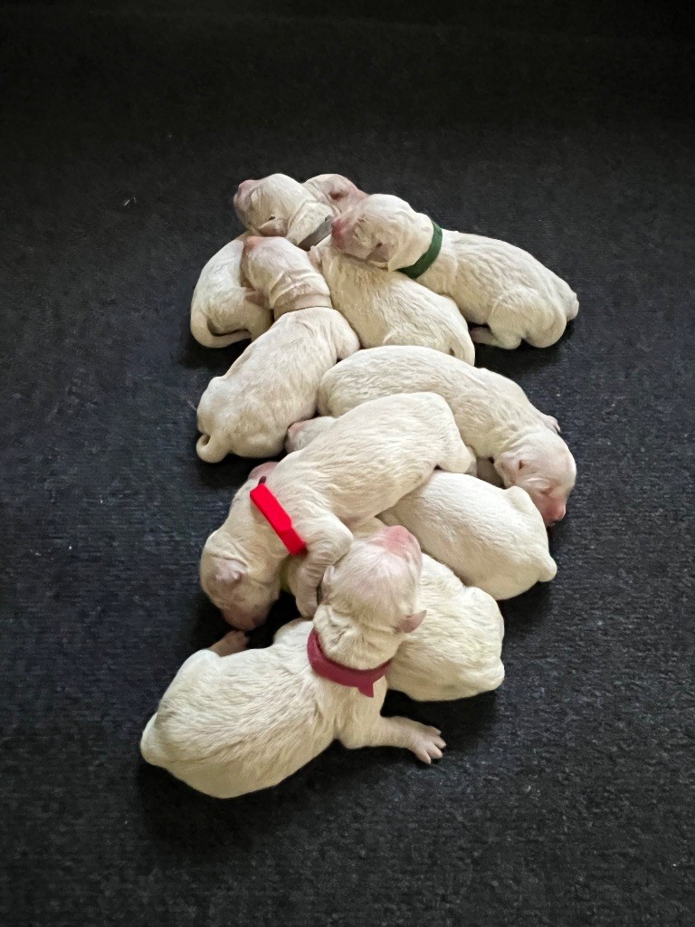 Des bébés Golden à l?Élevage de la ferme Mittelfeld