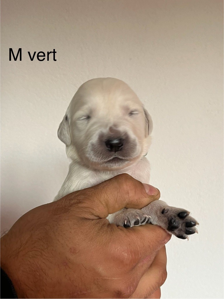 De La Ferme Mittelfeld - Chiots disponibles - Golden Retriever