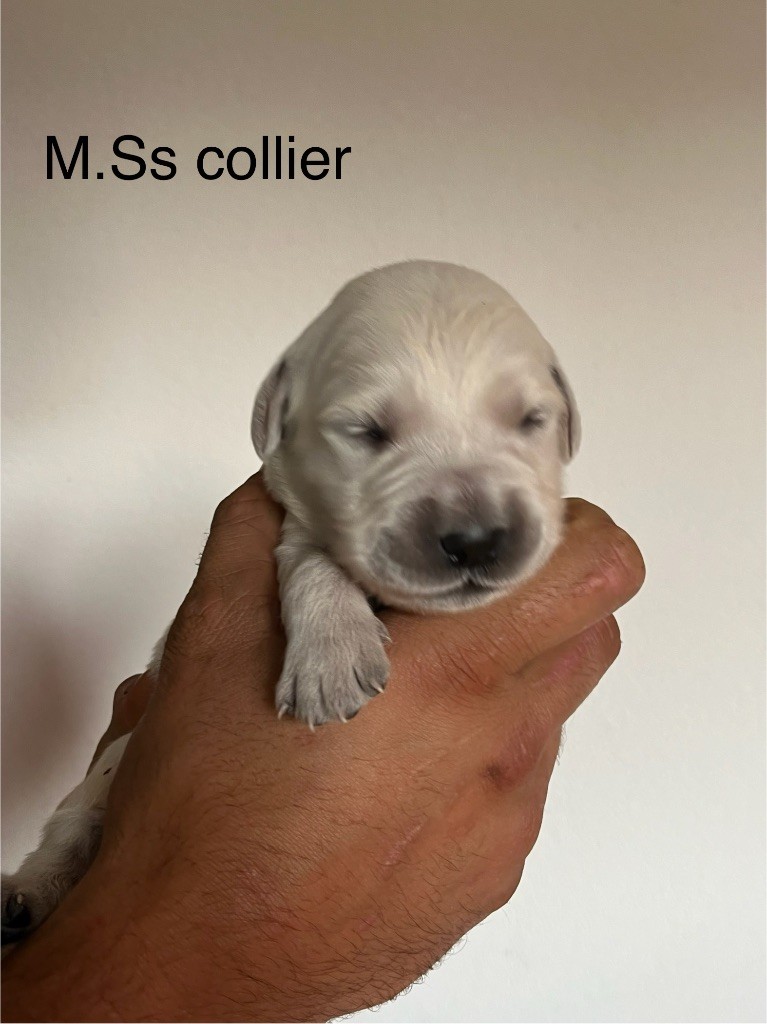 De La Ferme Mittelfeld - Chiots disponibles - Golden Retriever