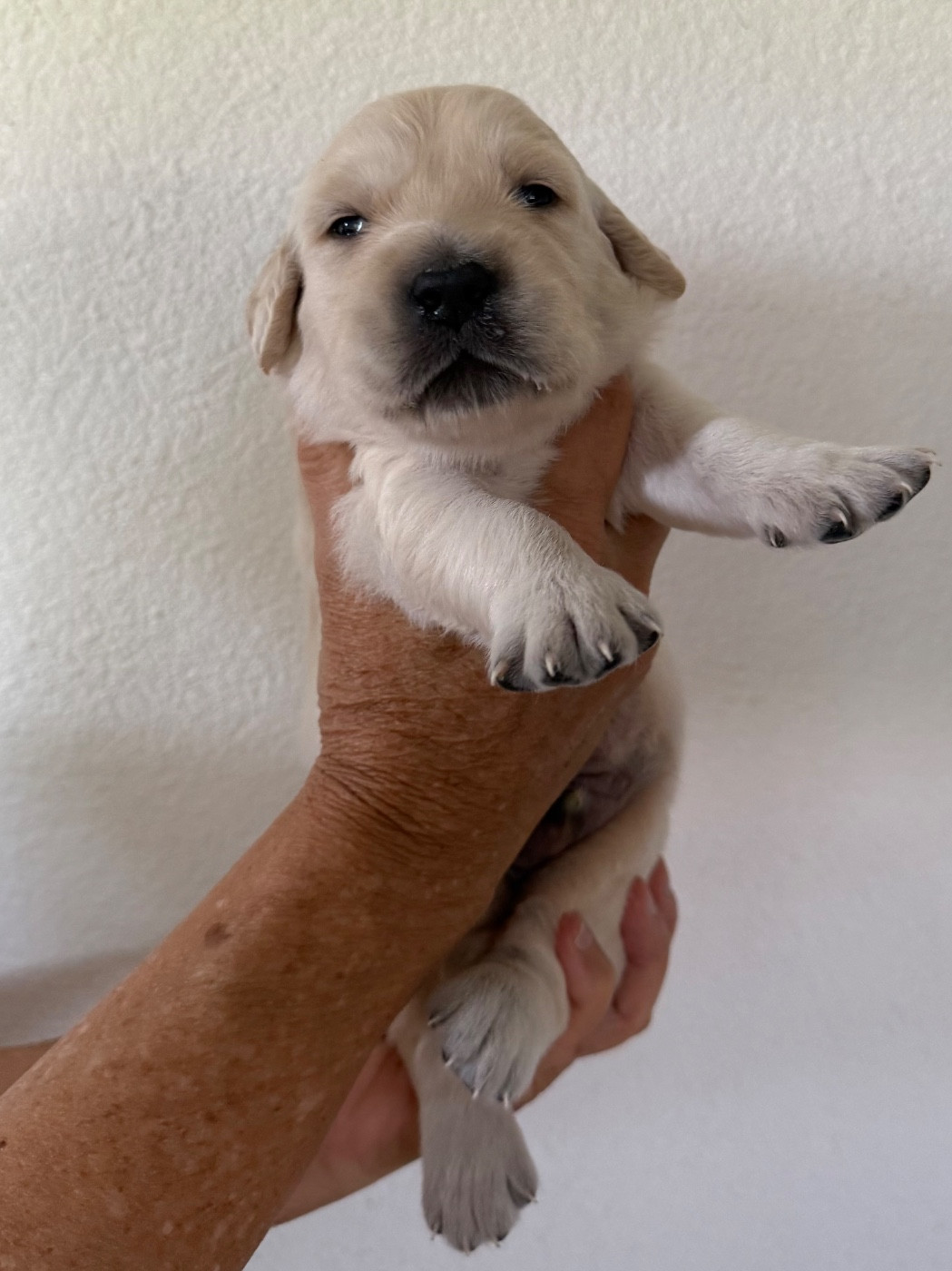 De La Ferme Mittelfeld - Chiots disponibles - Golden Retriever