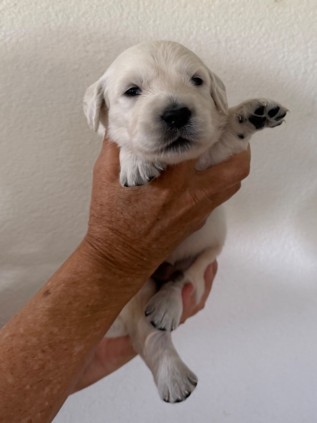 De La Ferme Mittelfeld - Chiots disponibles - Golden Retriever