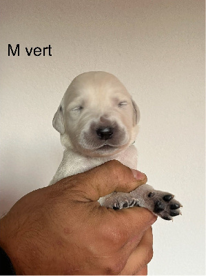 CHIOT