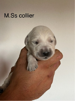 CHIOT