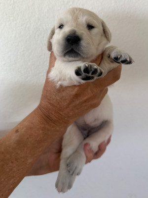 CHIOT 2