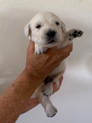 CHIOT 4
