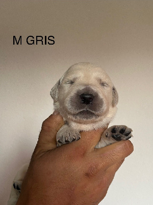 CHIOT
