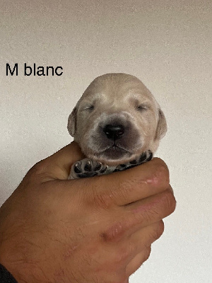 CHIOT