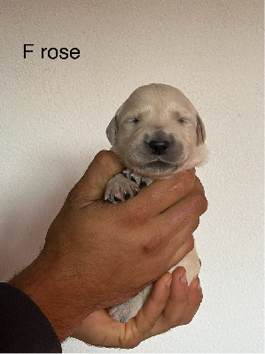 CHIOT