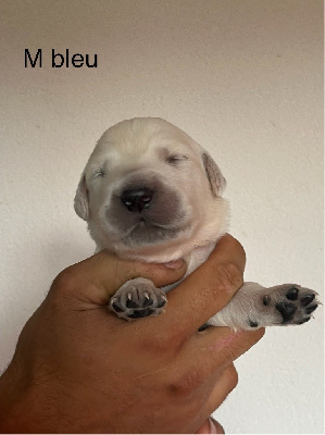 CHIOT