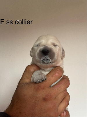 CHIOT