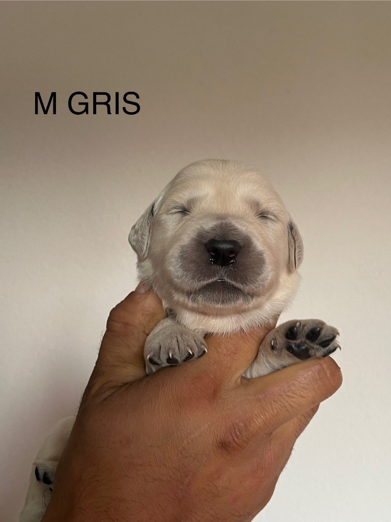 De La Ferme Mittelfeld - Chiots disponibles - Golden Retriever