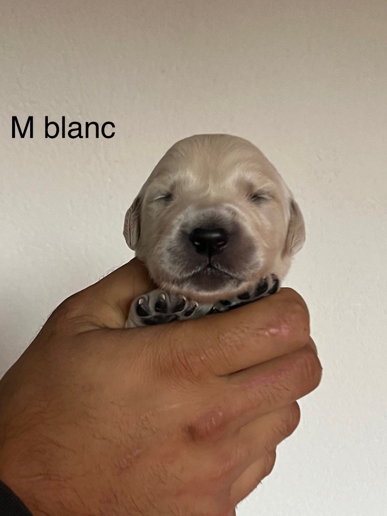 De La Ferme Mittelfeld - Chiots disponibles - Golden Retriever