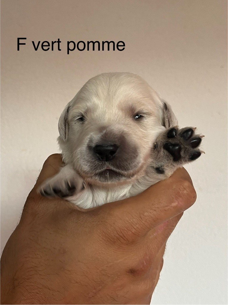 De La Ferme Mittelfeld - Chiots disponibles - Golden Retriever