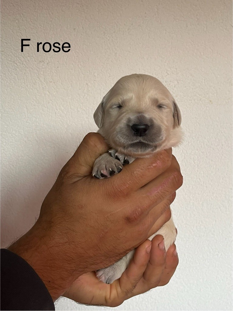 De La Ferme Mittelfeld - Chiots disponibles - Golden Retriever
