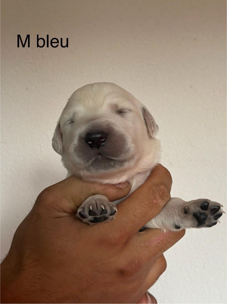 De La Ferme Mittelfeld - Chiots disponibles - Golden Retriever