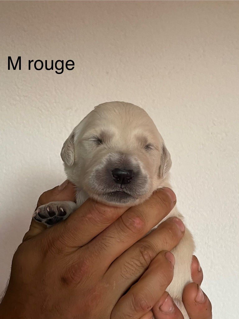 De La Ferme Mittelfeld - Chiots disponibles - Golden Retriever