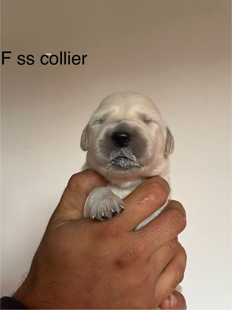 De La Ferme Mittelfeld - Chiots disponibles - Golden Retriever
